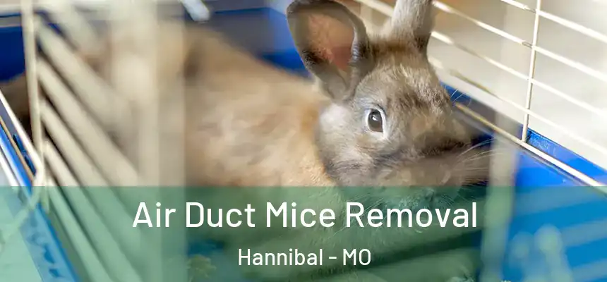  Air Duct Mice Removal Hannibal - MO